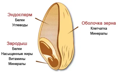 структуру зерна ячменя